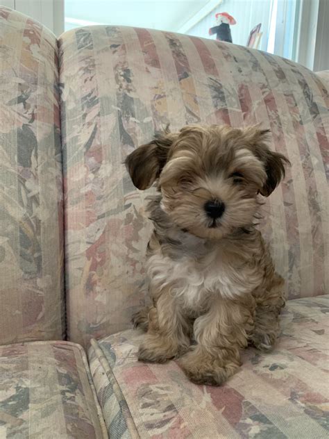 The morkie dog is a playful, designer breed. Morkie Puppies For Sale | Lima, OH #311953 | Petzlover