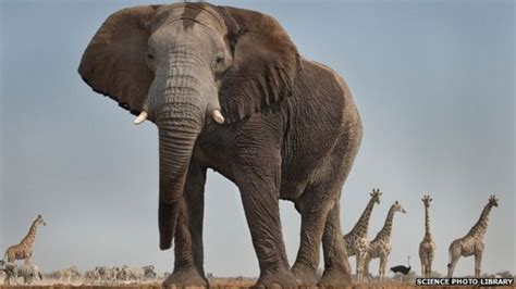 Letter From Africa Elephant In The Room Bbc News