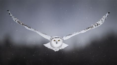 1920x1080 White Snow Owl Flying Laptop Full Hd 1080p Hd 4k Wallpapers