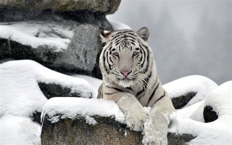 Snow Tiger Wallpaper 63 Images