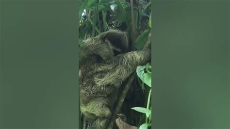 Baby Sloth Reunites With Mother Youtube