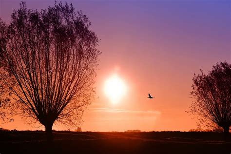 Tree Branch Silhouette Sunrise Morning Skies Sun Bird