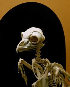 Great horned owls are adaptable birds and live from the arctic to south america. File:Great Horned Owl skeleton.jpg - Wikimedia Commons ...
