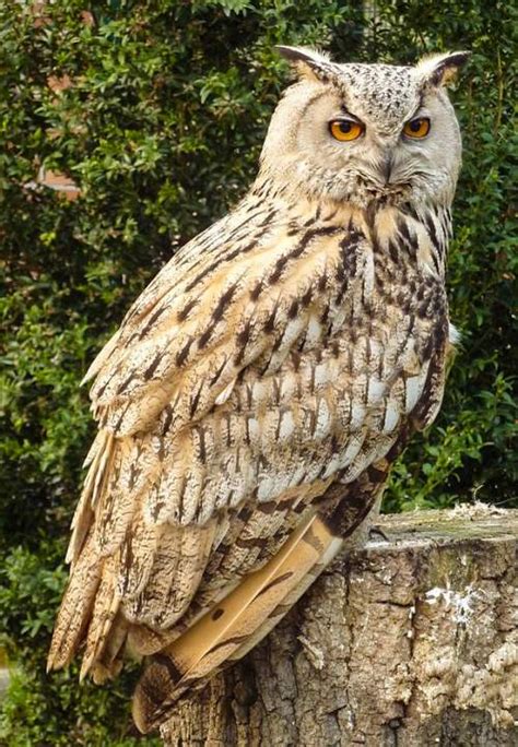 Owl Bird Pet Birds Wildlife Of India Eurasian Eagle Owl Owl Species