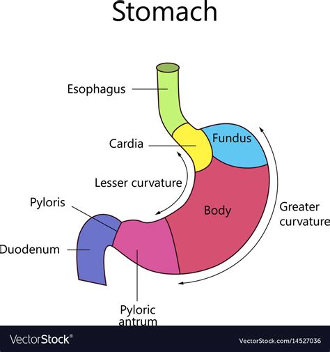 Stomach Anatomy Labeled