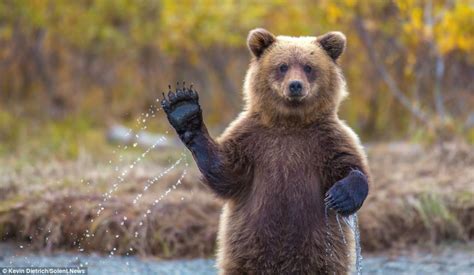 Photographer Can Bear Ly Believe It As Grizzly Cub Gets Up