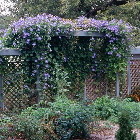 Morning Glory Garden Ideas And Outdoor Decor