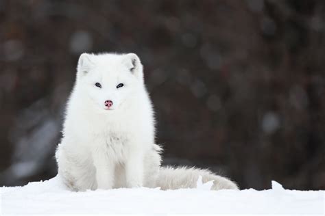 Adorable Tundra Animals The Canadian Arctic Comes To Life