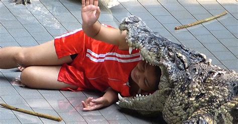 Watch Thai Crocodile Handler Puts Head In Man Eater S Mouth For Just