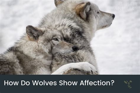 How Do Wolves Show Affection Nibbling Touch And Vocals