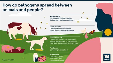 Zoonotic Disease Explained News Wellcome