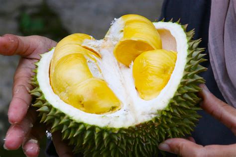 Kebaikan daun durian belanda ialah dapat mengatasi masalah sakit kerongkong, cirit birit, demam, mengurangkan masalah. Cara Okulasi Durian yang Benar Agar Cepat Berbuah, Teknik ...