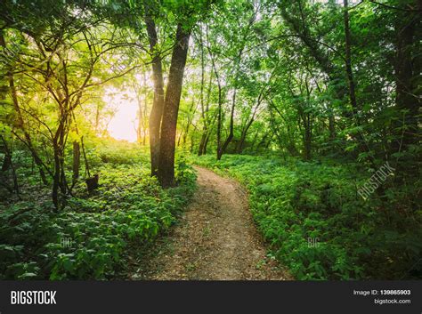 Summer Landscape Forest Path Going Image And Photo Bigstock