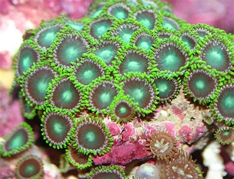 Tank Raised Aquacultured Ultra Green Zoanthid Soft Coral For Sale At