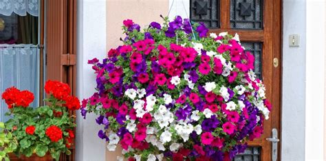 How To Grow Petunias In Hanging Baskets Uk