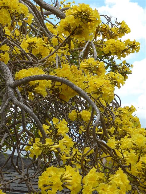 Tree With Yellow Flowers And Long Seed Pods Maribel Beauchamp