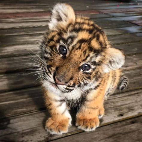 Animals 💙 On Instagram “baby Tiger😍😄 Via Wildlifeplanetig” Baby
