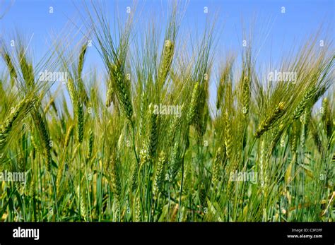 Wheat Cultivation India Stock Photo Alamy