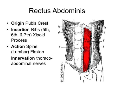 Rectus Abdominis Origin And Insertion Google Search Human Anatomy
