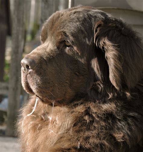 Dog Slobber and Dog Drool. What's The Difference? - mybrownnewfies.com