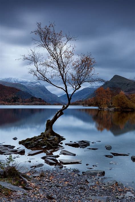 Snowdonias Famous Lonely Tree Where To Find It And Why Its So