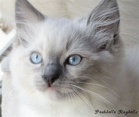 Uncovering The Ideal Size Of Blue Point Ragdoll Cats Catmags Com
