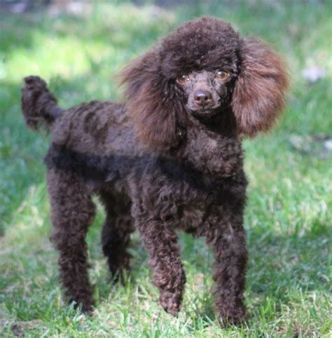 How Big Is A Toy Poodle Puppy