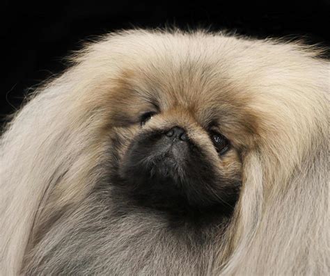 List 94 Pictures Images Of Pekingese Dogs Excellent