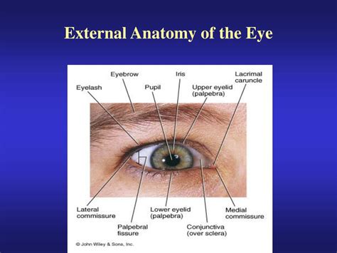 Ppt External Anatomy Of The Eye Powerpoint Presentation Free