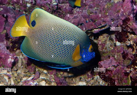 Blueface Angelfish Pomacanthus Xanthometopon Stock Photo Alamy