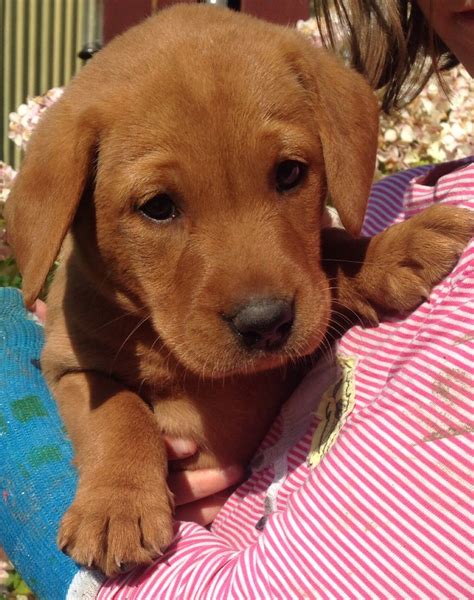 New and used items, cars, real estate, jobs, services now receiving deposits for 2021 summer litters for fox red and black lab puppies. Stunning Fox Red Labrador Puppies | Totnes, Devon | Pets4Homes