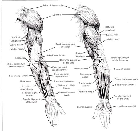 Arm Muscles Anatomy Hd Wallpapers Plus