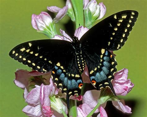Eastern Black Swallowtail Butterfly Photograph By Millard H Sharp Pixels