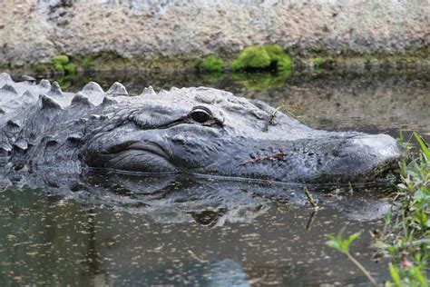 American Alligator 2016 Zoochat