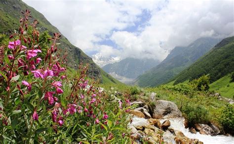 Valley Of Flowers National Park India 20 Pictures With Images