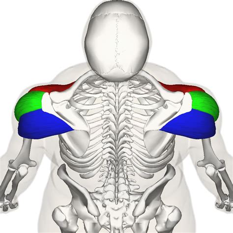 Deltoid Head Origins Human Muscle Anatomy Deltoids Shoulder Anatomy