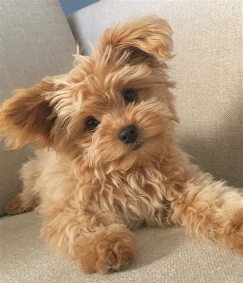 20 Pics Of Chunky Puppies That Look Exactly Like Teddy