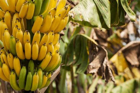 How To Grow A Banana Tree With A Store Bought Banana Gardening Dream