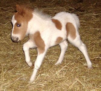 By admin 17 октября 2011. Falabella