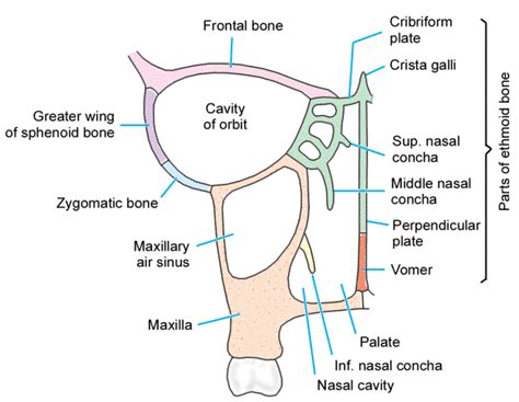 Learn anatomy faster and remember everything you learn. All In Nursing 4 Nursing Students..!!: Features On The ...