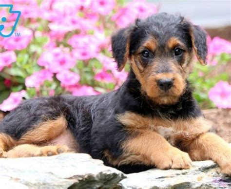 Well you're in luck, because here they come. Airedale Terrier Puppies For Sale | Puppy Adoption ...