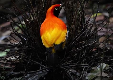 Meet The Flame Bowerbird With Colors Of Fire And An Amazing Dance