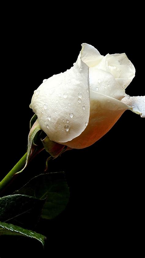 Pure White Rose In Dark Iphone 6 Wallpaper Download Iphone Wallpapers