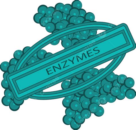 Enzymes Cells Vector Illustration Closeup View Medicals Molecular
