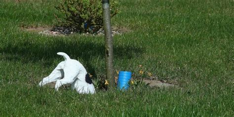 How To Stop Animals From Digging Up Your Lawn Top 10 Methods