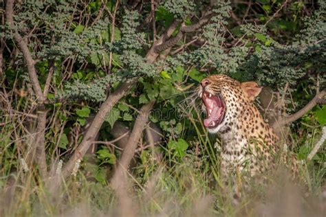 Leopard Yawning In The Bushes Stock Photo Image Of Africa Kruger