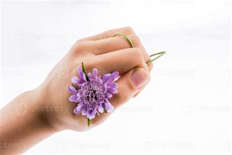 Hand Holdinga Purple Flower Stock Photo At Vecteezy