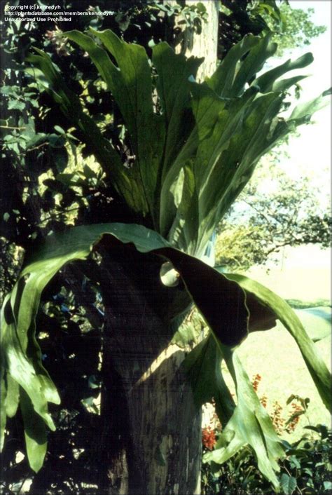 Never overwater as this often results in fungal disease problems. PlantFiles Pictures: Staghorn Fern (Platycerium superbum ...