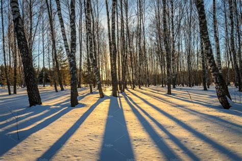 Sunset In A Winter Birch Forest Birch Forest Landscaping Images