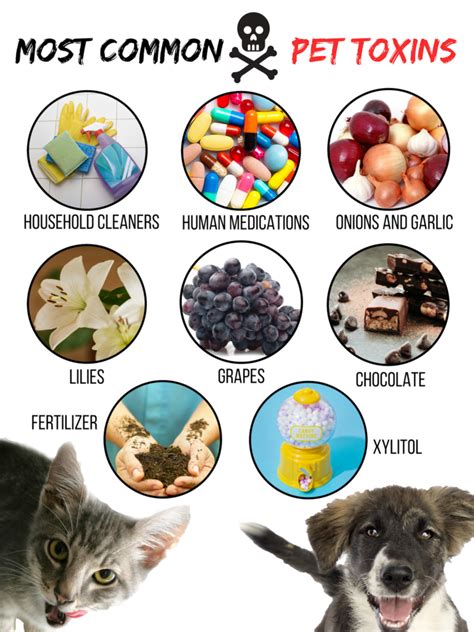 Common Toxicities In Companion Animals Richmond Spca